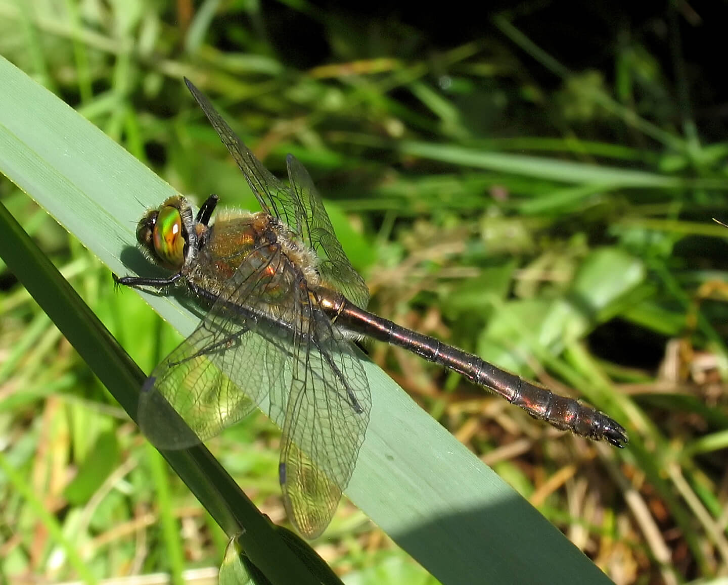 Male Cordulia aenea by David Kitching